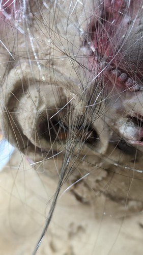 Rotting Zombie Mask - Bild 4 von 7