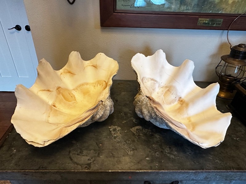 Nice Large Matching PAIR Tridacna Gigas Natural Giant Clam Shell 19" x 12" x 8"