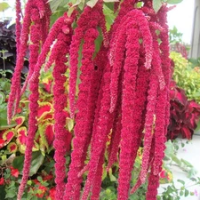 Love Lies Bleeding Seeds - 3000+ Count - For 2025 Planting Non-GMO Heirloom