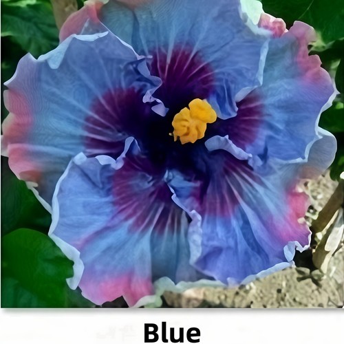 Perennials About 50pcs Seeds Hibiscus Seeds Flower Seeds For Home Garden Plant - Picture 16 of 37