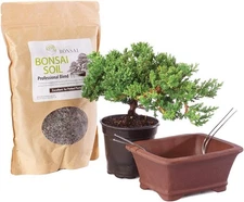 Brussel's Bonsai Live Green Mound Juniper Bonsai Outdoor Tree Gift Bundle - Smal