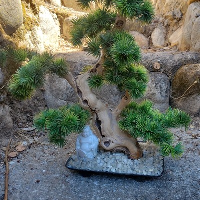 goldlärche bonsai überwintern Bonsai Goldlärche 'Pseudolarix amabilis' 13 Jahre / Rene's Bonsai Baum –  Rene's Bonsai Baum main image 0