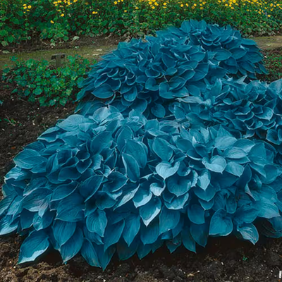#ad #1 Blue Mix Hosta Bulbs Bare Roots Bag of 3 $14.37