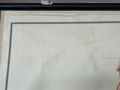 Rollkarte Schulwandkarte Blutkreislauf Medizin Anatomie Biologie Körper - Bild 6 von 11
