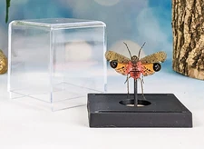 Lanternfly Cicada Oddities curiosities Specimen case Taxidermy Entomology  gift