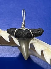 SHARK TOOTH PENDANT Fossilized 7/8 Inch Upper LEMON Shark Tooth 