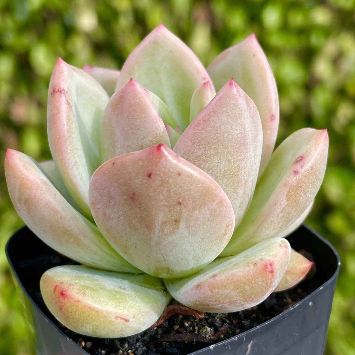 Rare Live Succulent Echeveria Champagne 2-Inch Rooted Live Plant