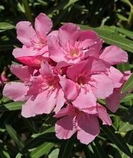HOT PINK OLEANDER, NERIUM OLEANDER, EXOTIC PLANT TREE  (50 2025 Seeds) (08)