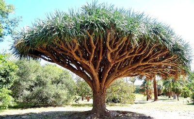 10 Graines Dracaena Draco - Arbre Sang Dragon - Bonsaï Rare - Plante D'intérieur Facile