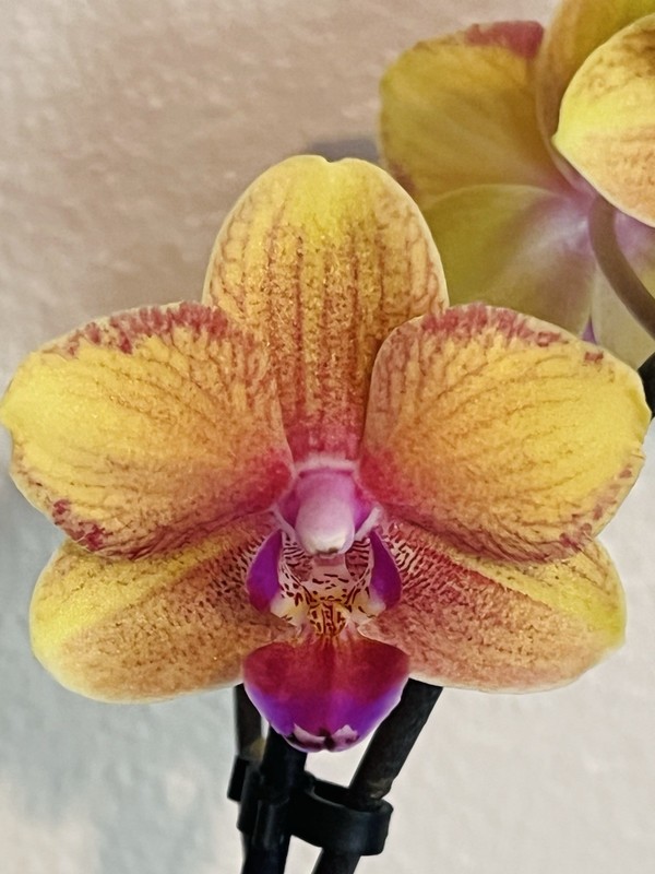 Phalaenopsis Orchid NOID Taiwanese Species Rare Colored Plant