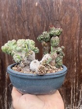 Euphorbia Tris / Cactus Bonsai