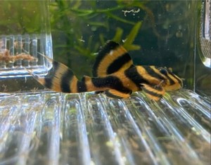 Takutut Bloodred Tiger Plecos L306 Breeding Pair read description 