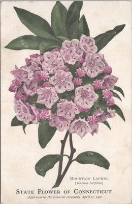 Mountain Laurel The state Flower of Connecticut