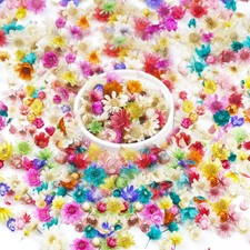 710 PCS Mini Dried Flowers for Resin, Small Colorful