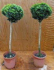 Standard Buxus sempervirens (Common Box) 25-30cm Ball on 50-60cm Stem - Pair