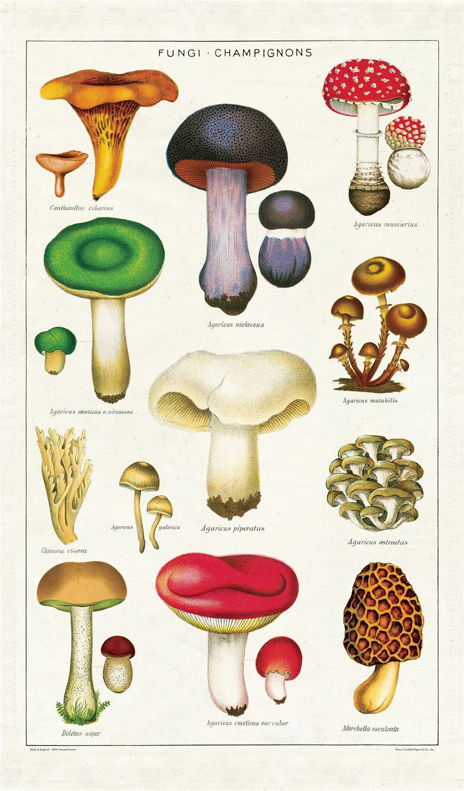 Cavallini - 100% Natural Cotton Vintage Tea Towel - 80 x 47cms - Mushrooms/Fungi