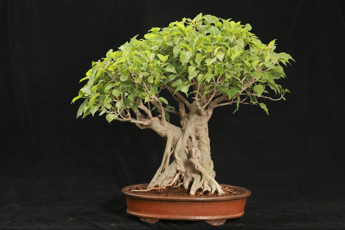 indoor plants rubber Ficus elastica (Rubber Tree Plant) – Interior Foliage Design main image 0