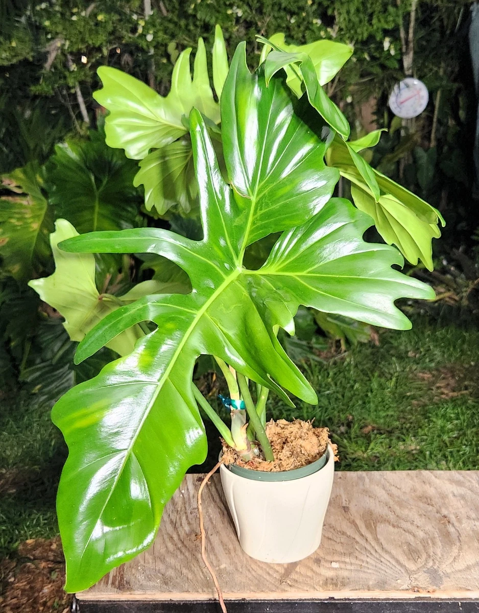 Philodendron House Plants for sale | eBay