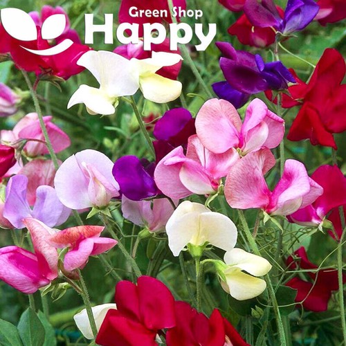 CLIMBING FLOWERS - Vines - Thunbergia Morning Glory Sweet Pea - Flower seeds - Picture 102 of 121