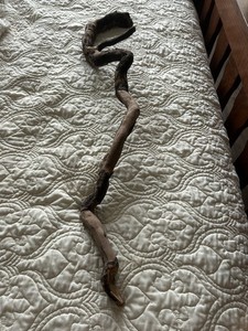 Natural 40” Long Piece Of Driftwood Cane Shape Rough Gnarled For Artist To Carve