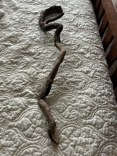 Natural 40” Long Piece Of Driftwood Cane Shape Rough Gnarled For Artist To Carve