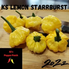 (15) KS LEMON STARRBURST Pepper  Seeds Spicy Super Hot Starr burst