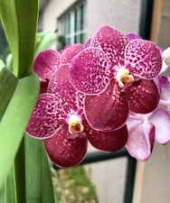 V. Leurcharusmee , Red Vanda Orchid , Big Blooming Size