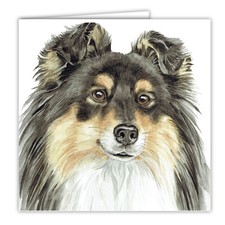 Tri Shetland Sheepdog greetings card dog blank card dogs Tri Sheltie SHELTIES