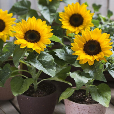 #ad Dwarf Sunspot Sunflower Seeds Compact Helianthus annuus NON GMO FREE SHIP $39.89