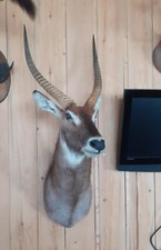 taxidermie taxidermy cob defassa