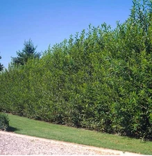 60 Austree Hybrid Willow Tree Thick Cuttings Fresh Cut Fast Growing 10 Inch