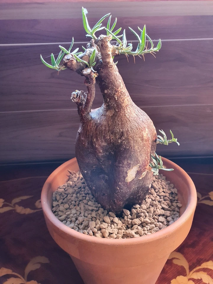 Pachypodium Bispinosum Big Rare Adult CAUDEX succulent suculenta grande - Imagen 2 de 4