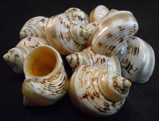 Set of 6 Banded Gold Mouth Turbo Shells Size 2"/ Open 7/8" Hermit Crab Crafts