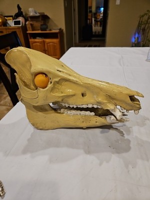 Wild Texas Boar Skull Painted Authentic