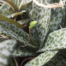 Silver Squill 4” Pot | Ledebouria Socialis Spotted Succulent, Heat Pack Included