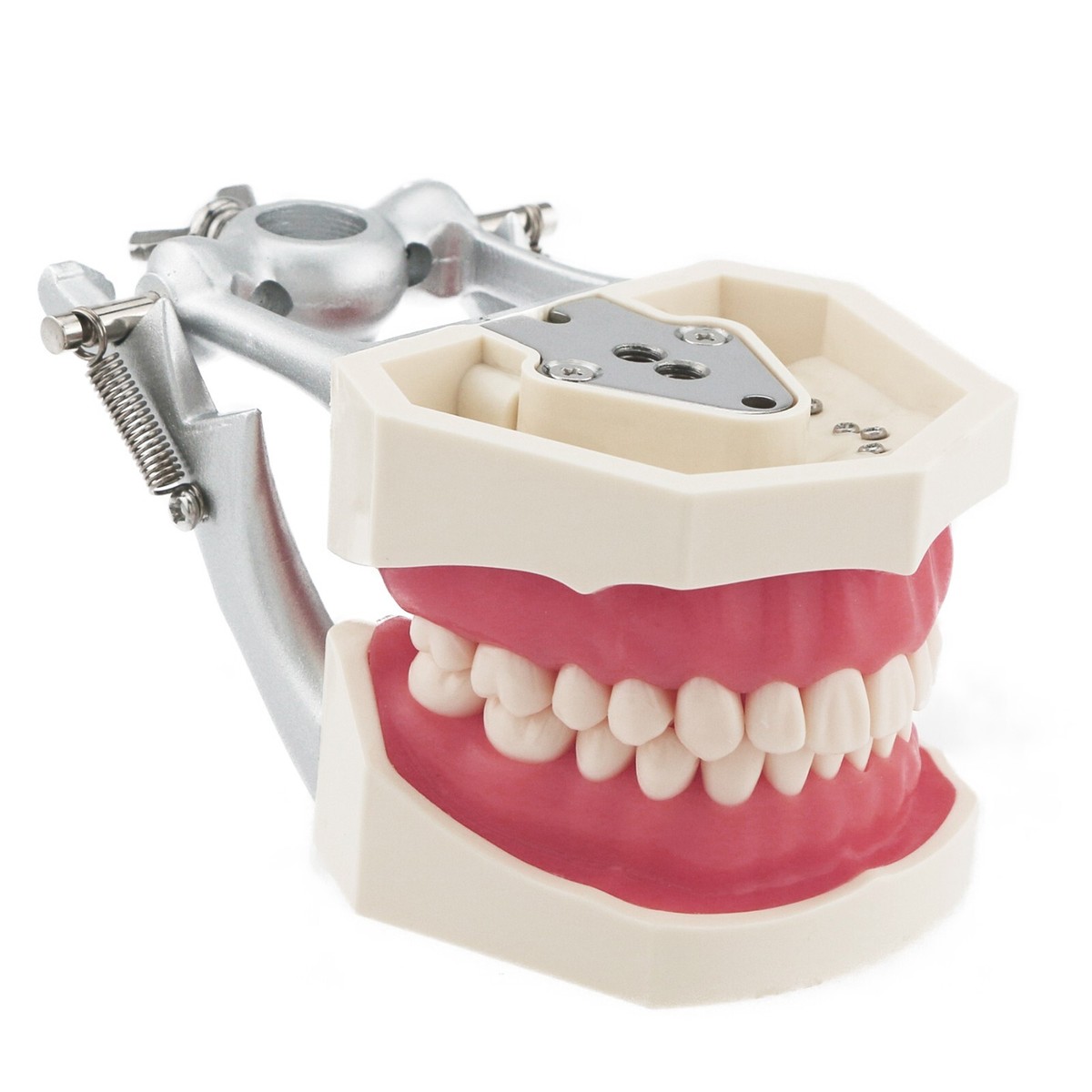 Dental Model With Screw-in Teeth fit Kilgore NISSIN 200/500 Type