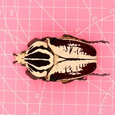 Goliathus beetles for collectors | Goliathus cacicus, atlas