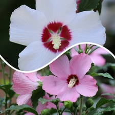 10 Rose Of Sharon Hibiscus Live Plants dormant white and pink ORGANIC, FREE S/H