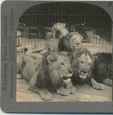 Caged Lions at Close Range, c1910, Animals, Stereoview