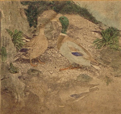 b885, Hurst & Son's Stereoview, #21, The Mallard, 1870s - Picture 2 of 5