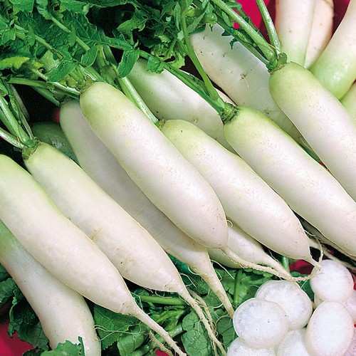 500 Japanese Minowase Radish Seeds - Everwilde Farms Mylar Seed Packet - Picture 3 of 3