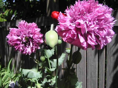Doppia Peony Pom Som. Poppy Variety Mix 2000 semi *PoppyQueen 🙂 - Foto 12 di 13