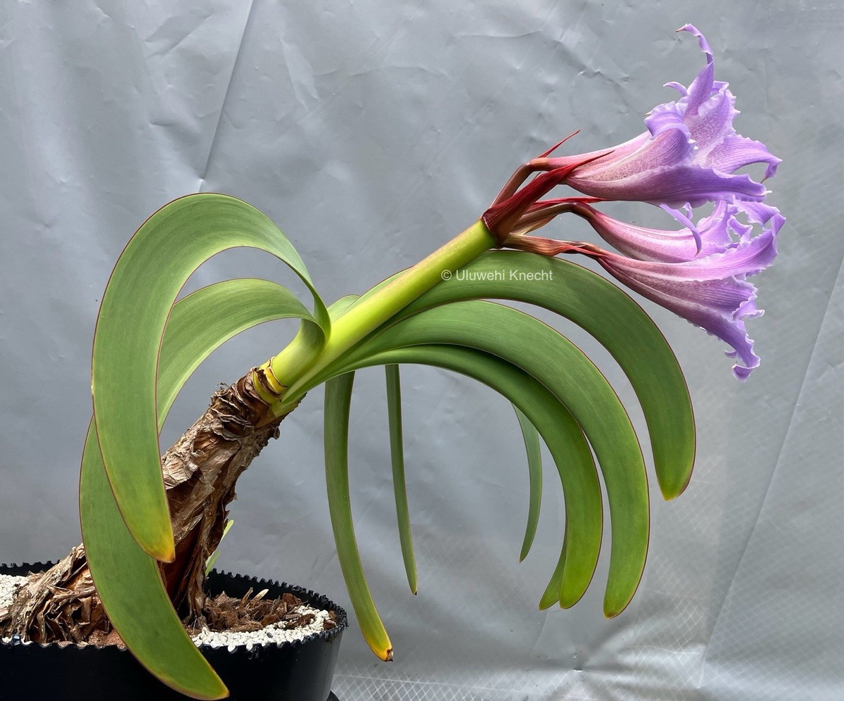 Worsleya procera BLUE AMARYLLIS 3 yr-old bulb VERY RARE