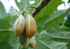 25+ Oak Leaved Papaya Seeds for Garden Planting - USA - FAST SHIPPING!