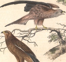1853 Gravure aquarellée Milan Buse Bondrée apivore rapaces oiseaux Ornithologie
