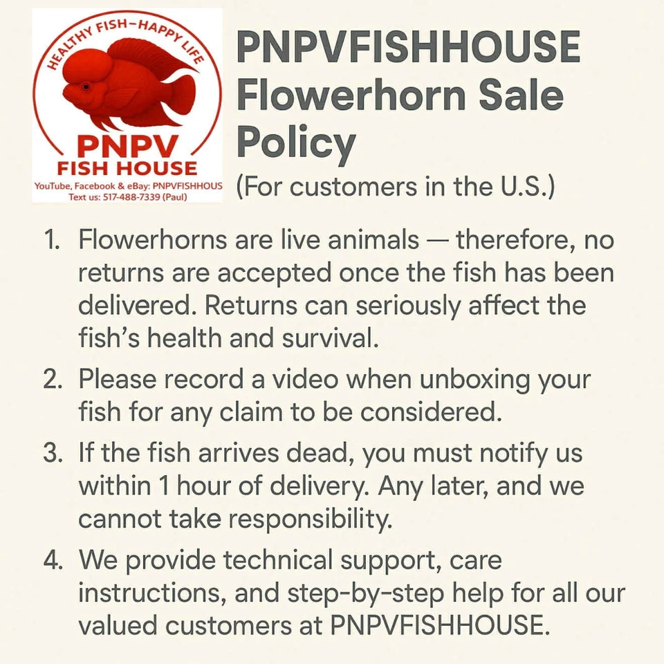 Premium Flowerhorn - Kamfa Golden Base 6 inches - Overnight USA Shipping - Image 3 of 4