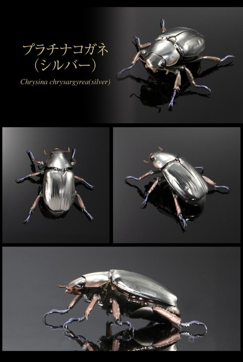 The Diversity of Life on Earth Chrysina Optima Rainbow Stag Beetle
