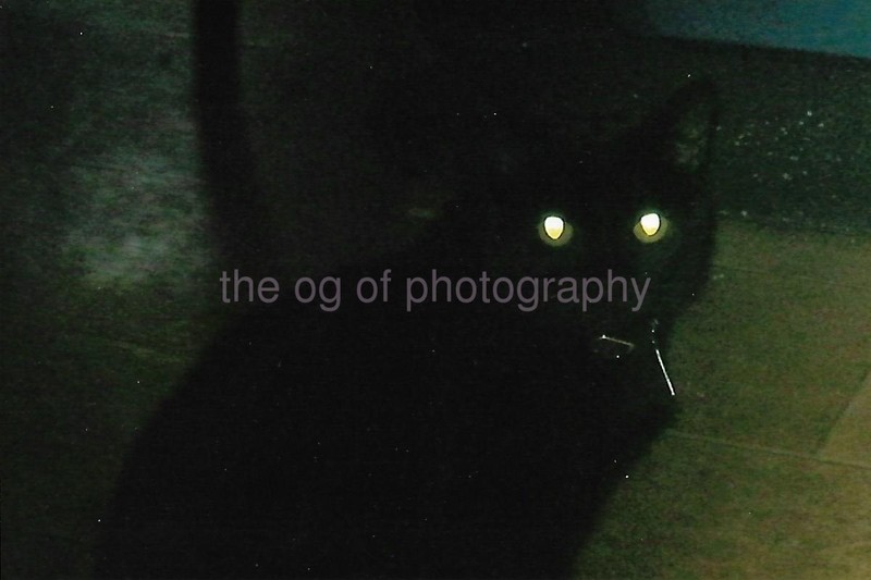 BLACK CAT EYES Vintage FOUND PHOTOGRAPH Black And White ORIGINAL 67 41 Z
