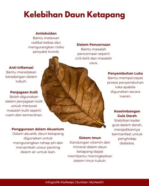 30 pieces Daun ketapang indian almond leaf cattapa leaf aquarium - Image 2 of 4