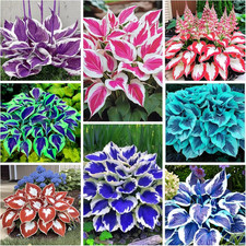200 Hosta Seeds Heart-Shaped Hosta Bare Roots - Rich Foliage, Heart Shaped Leav